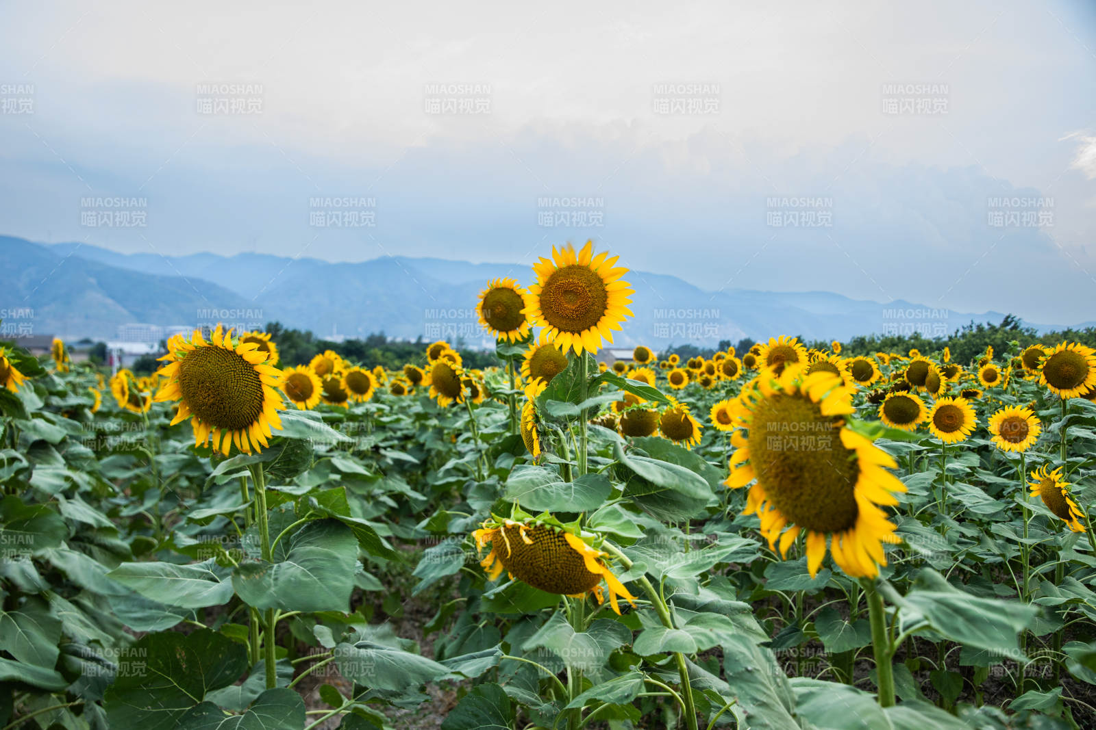向日葵花田與遠山相映