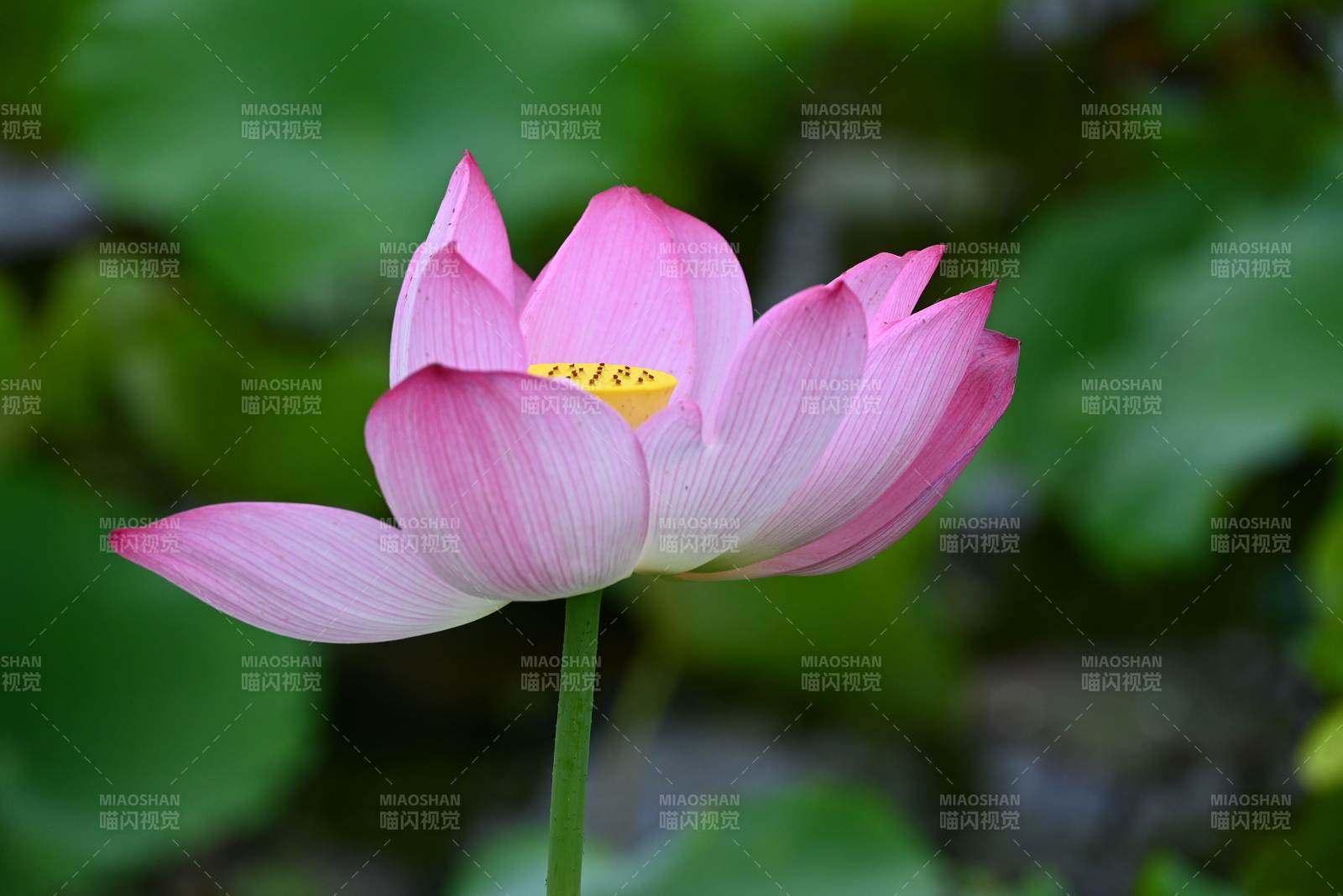 粉色蓮花靜謐綻放