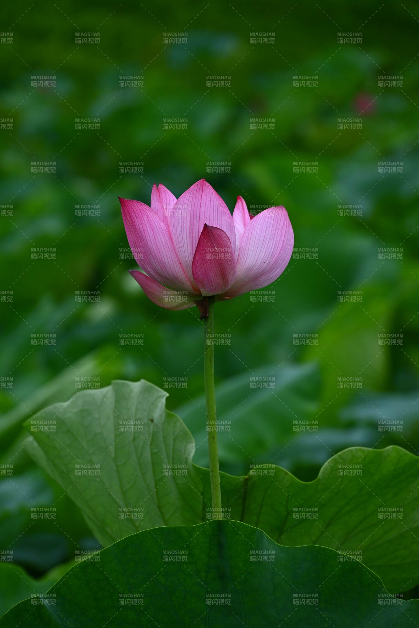 池中蓮花靜謐綻放
