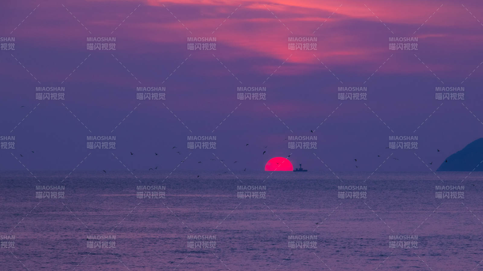 夕陽西下 海鳥紛飛
