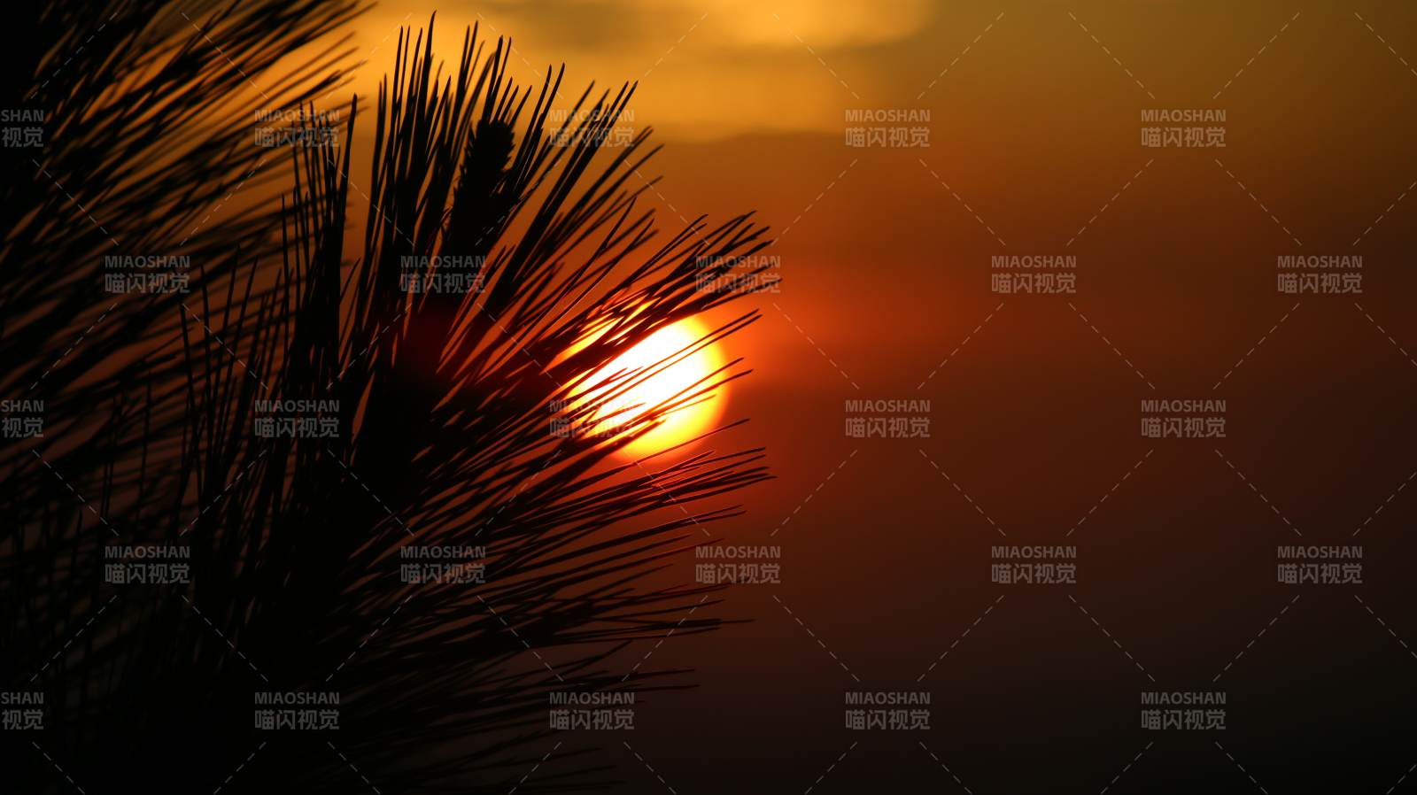 松針剪影夕陽紅