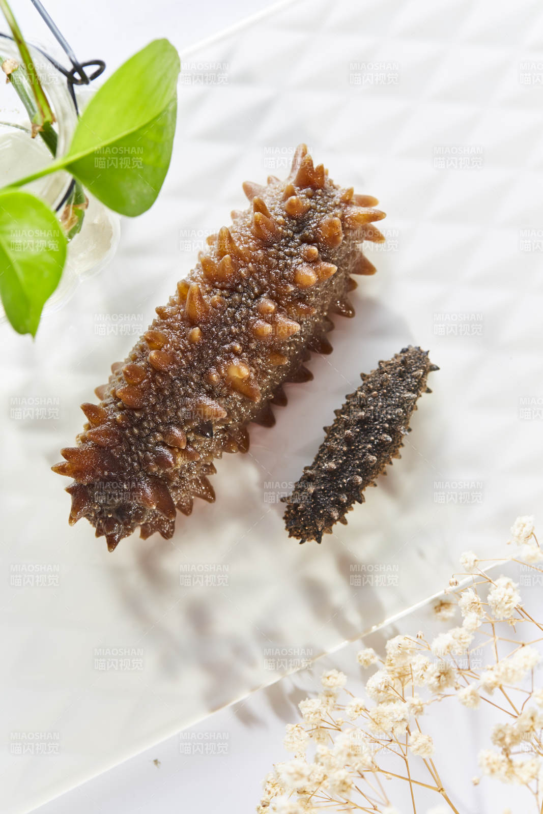海參與綠植的靜謐之美