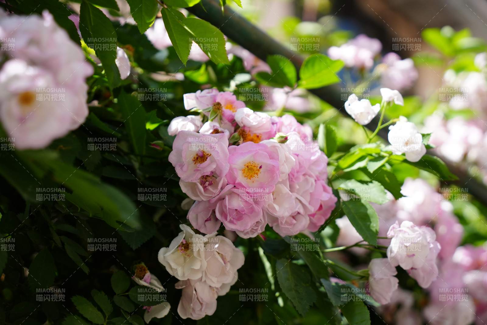 粉色薔薇花叢特寫