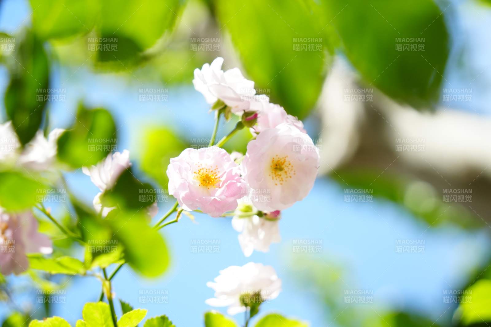 粉色薔薇花在陽(yáng)光下綻放