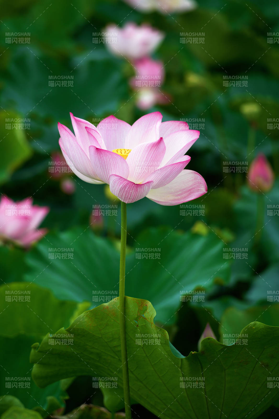 粉嫩蓮花靜謐綻放