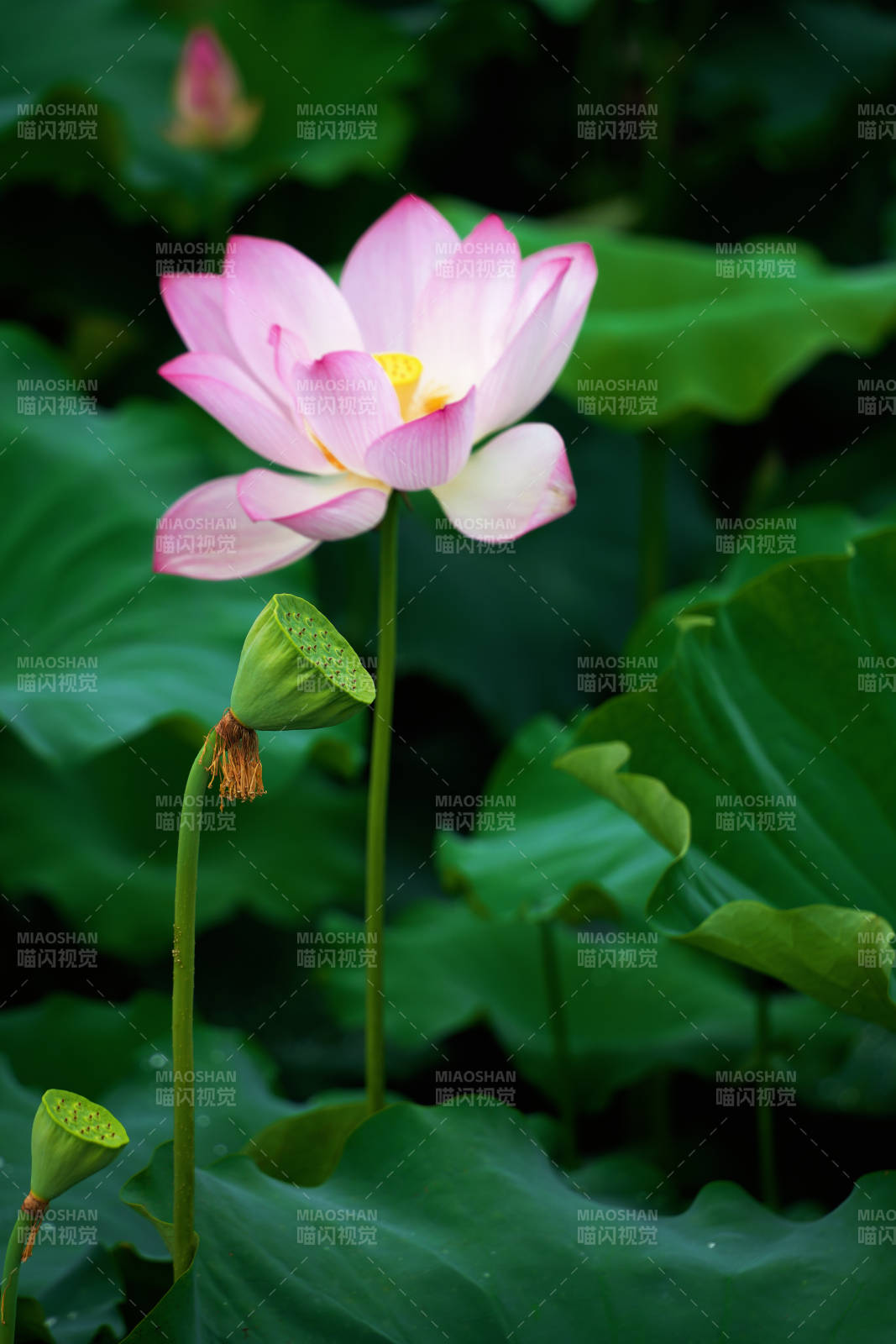 粉蓮綻放 綠葉相伴