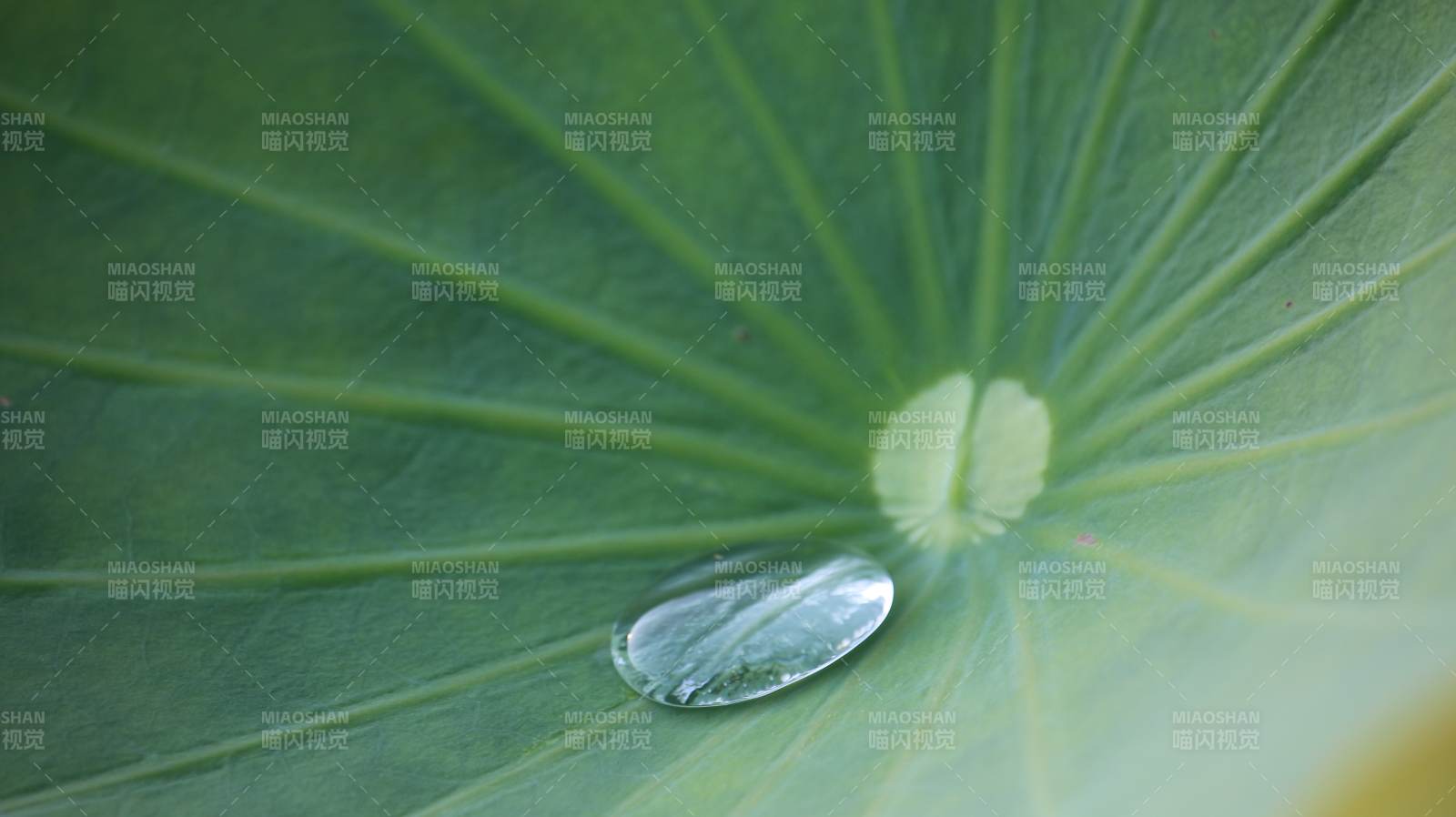 荷葉上的水滴