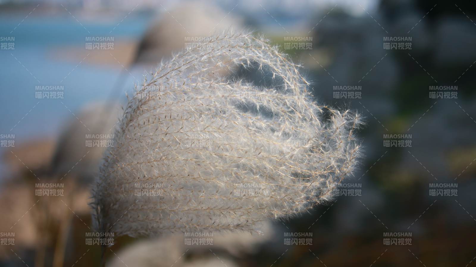 海邊的羽毛草特寫