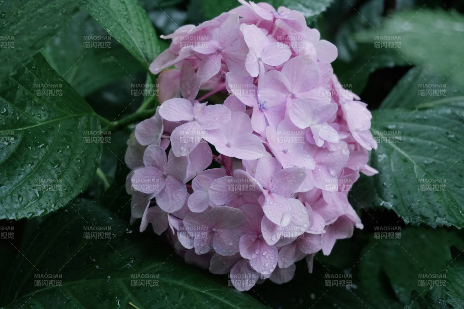 雨中粉紫繡球花