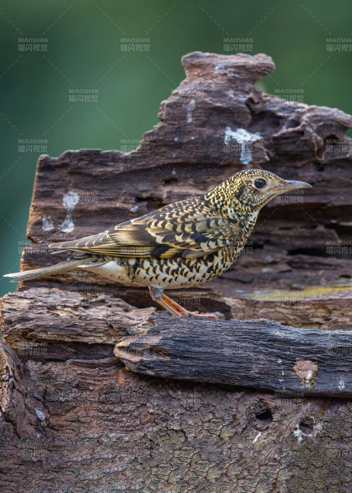 斑點鳥棲息于樹樁上