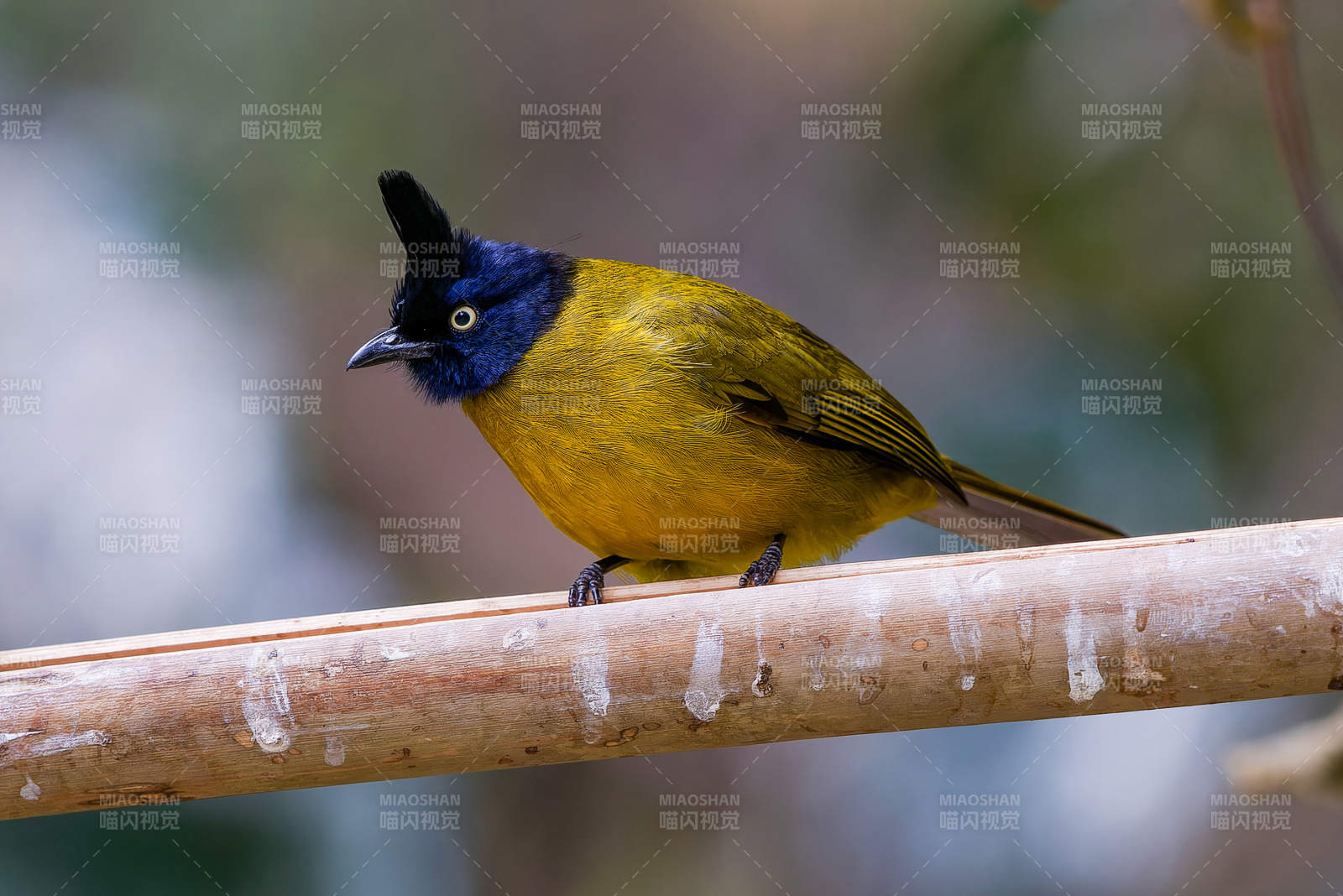 黃黑相間的鳥兒棲息枝頭