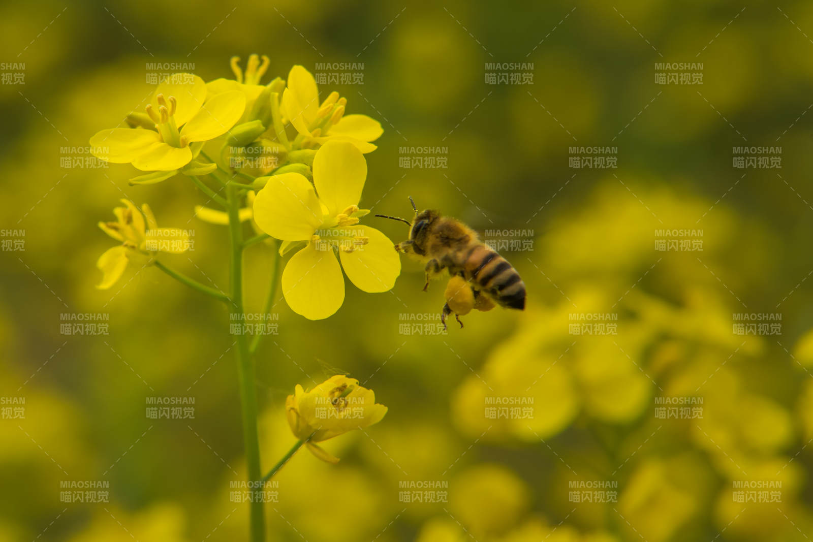 蜜蜂采蜜油菜花田