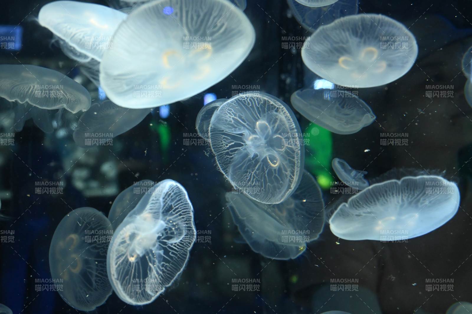 水母在水中漂浮
