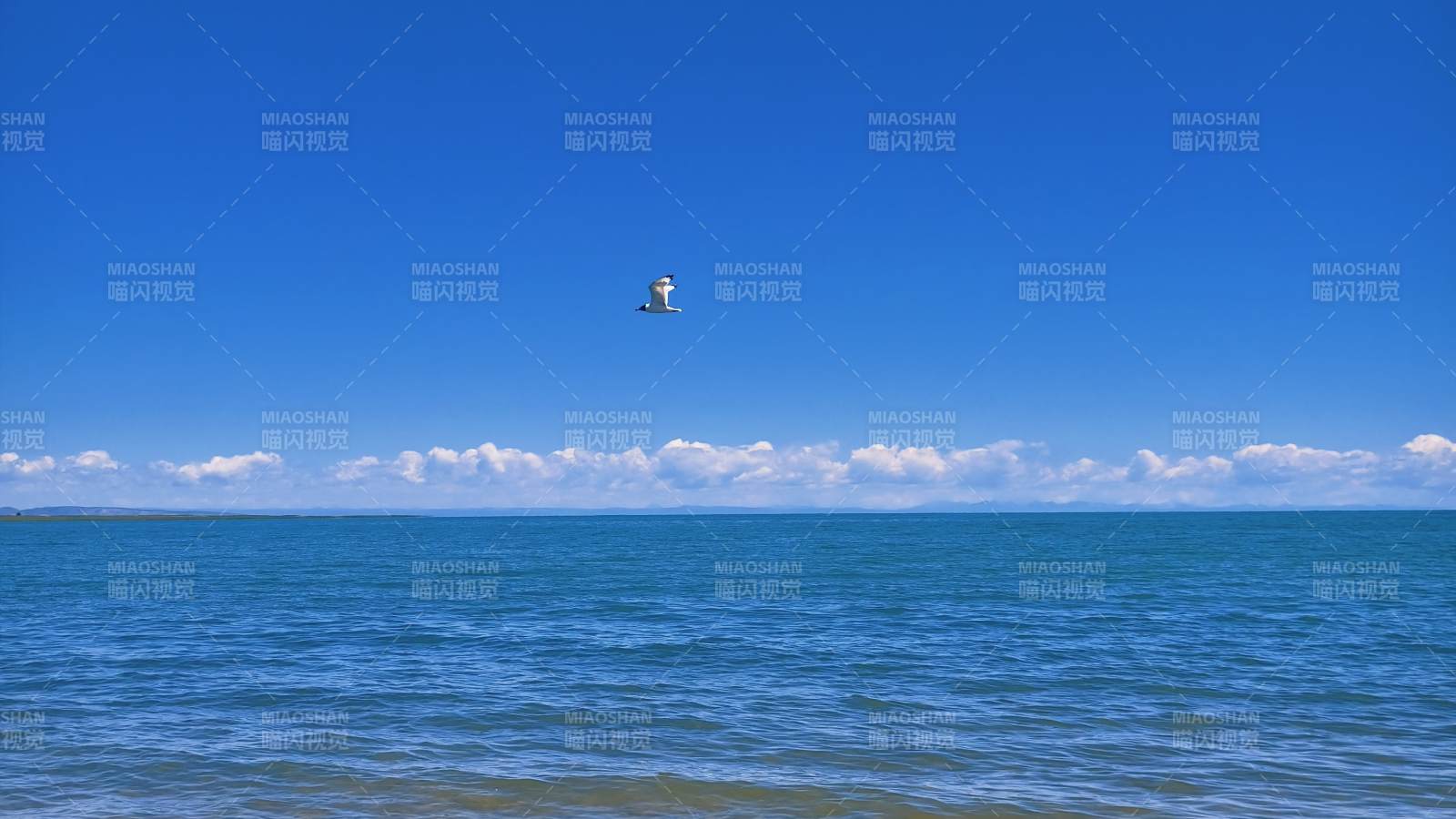 海天一色 孤鳥翱翔