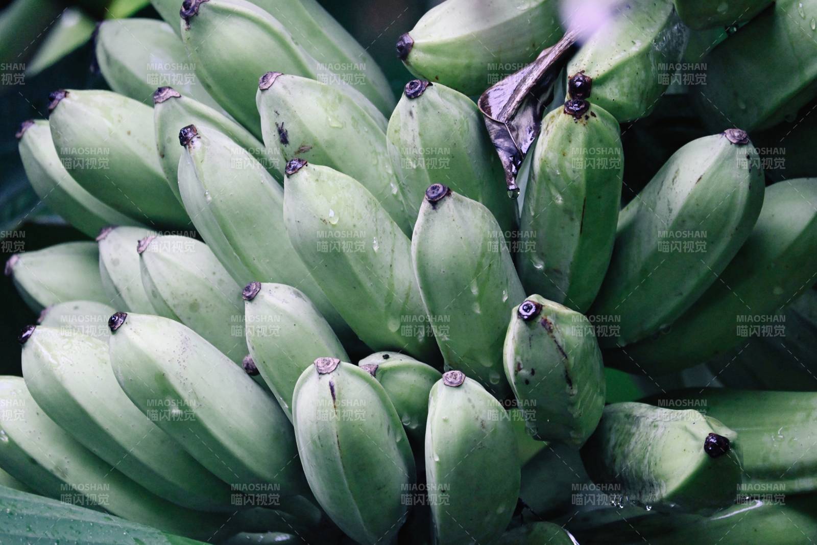 綠色香蕉簇擁成堆