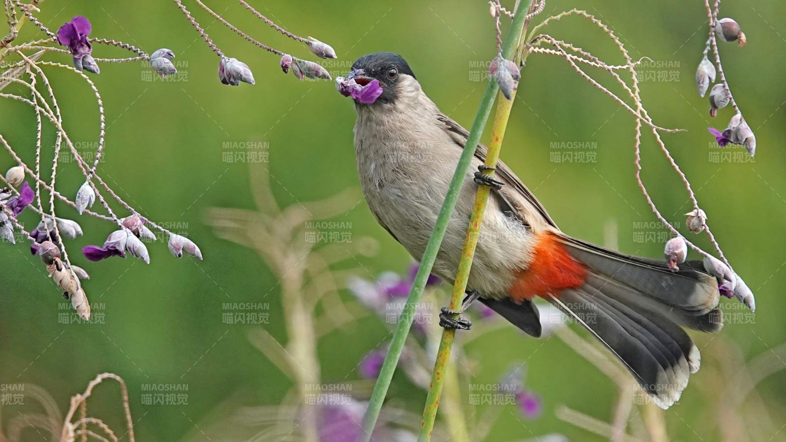 白喉紅臀鵯棲息花枝間