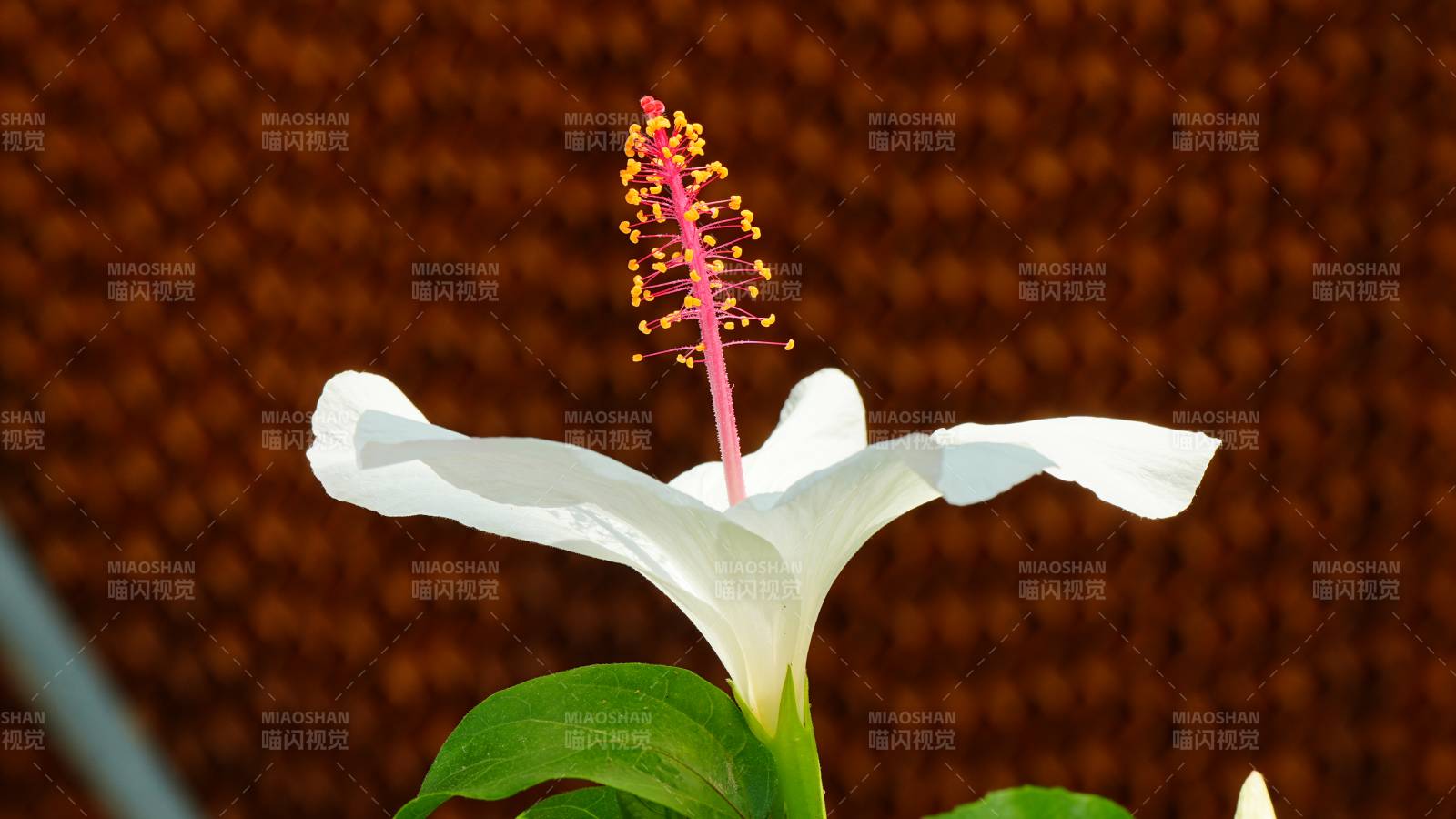 白色芙蓉花的優(yōu)雅綻放