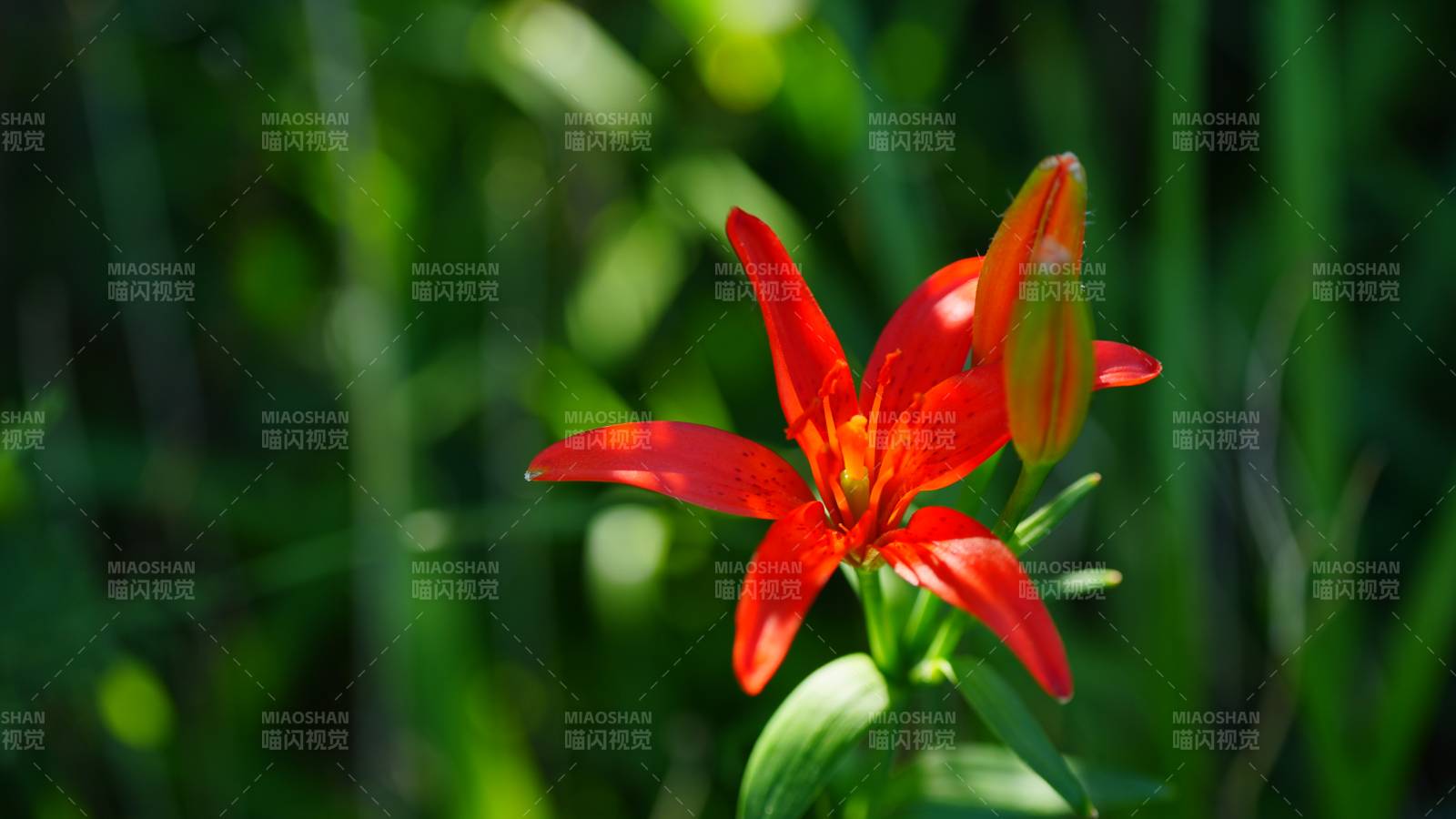 延慶百里畫廊夏日紅花映綠葉