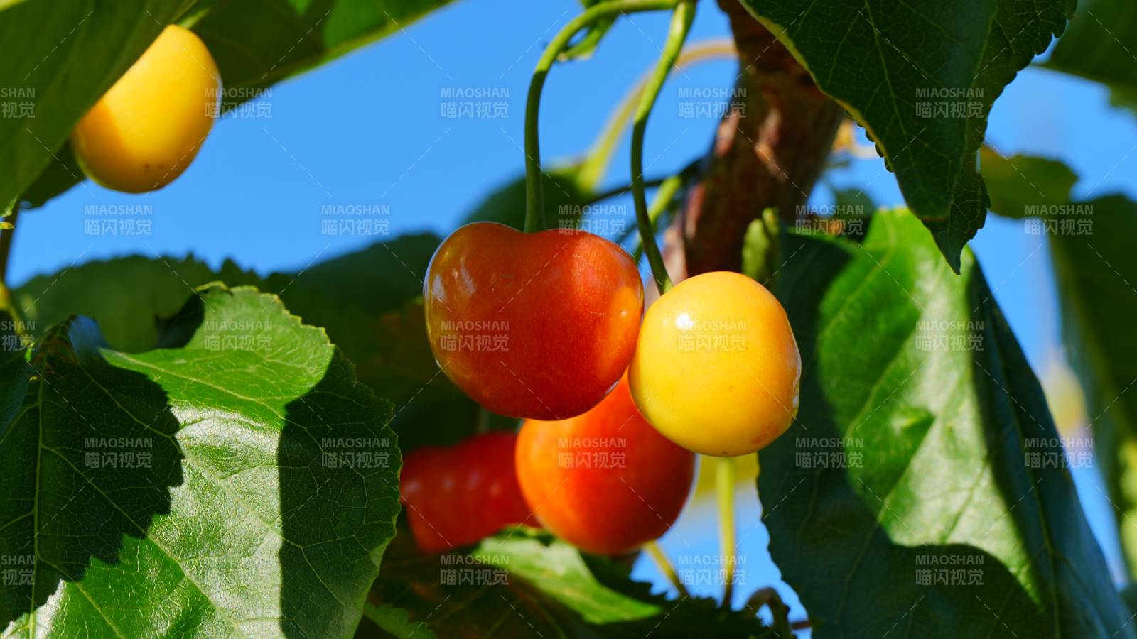 樹上的紅黃櫻桃果實