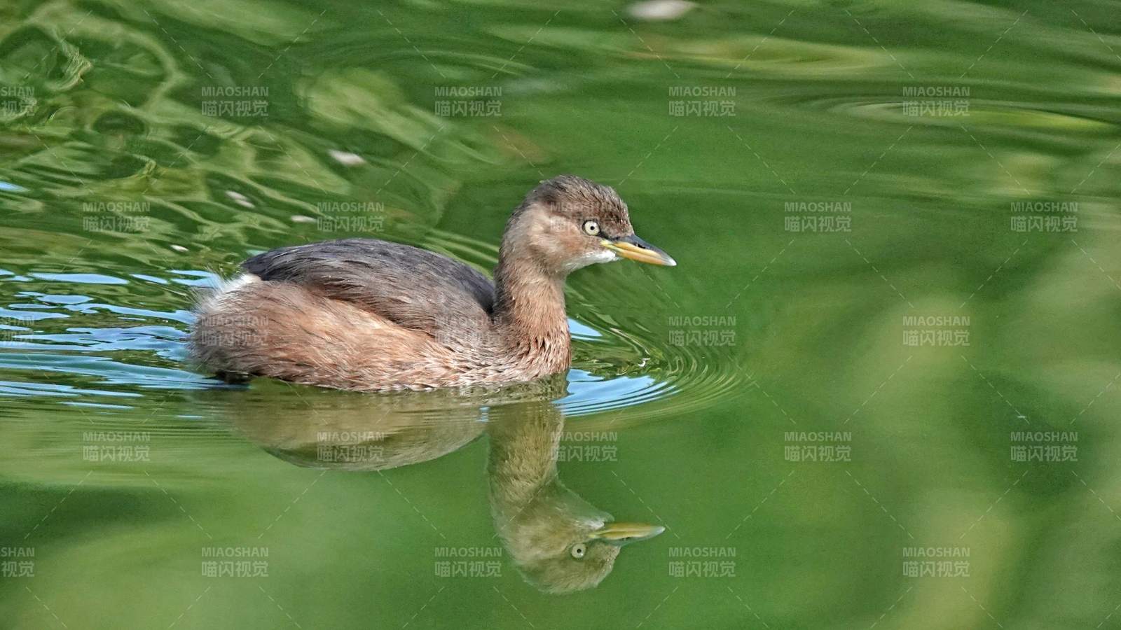 水面上的鴨子倒影小鸊鷉