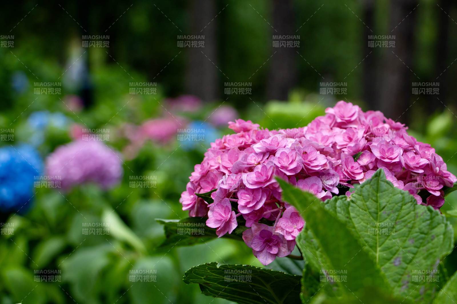 粉色繡球花在綠葉中綻放