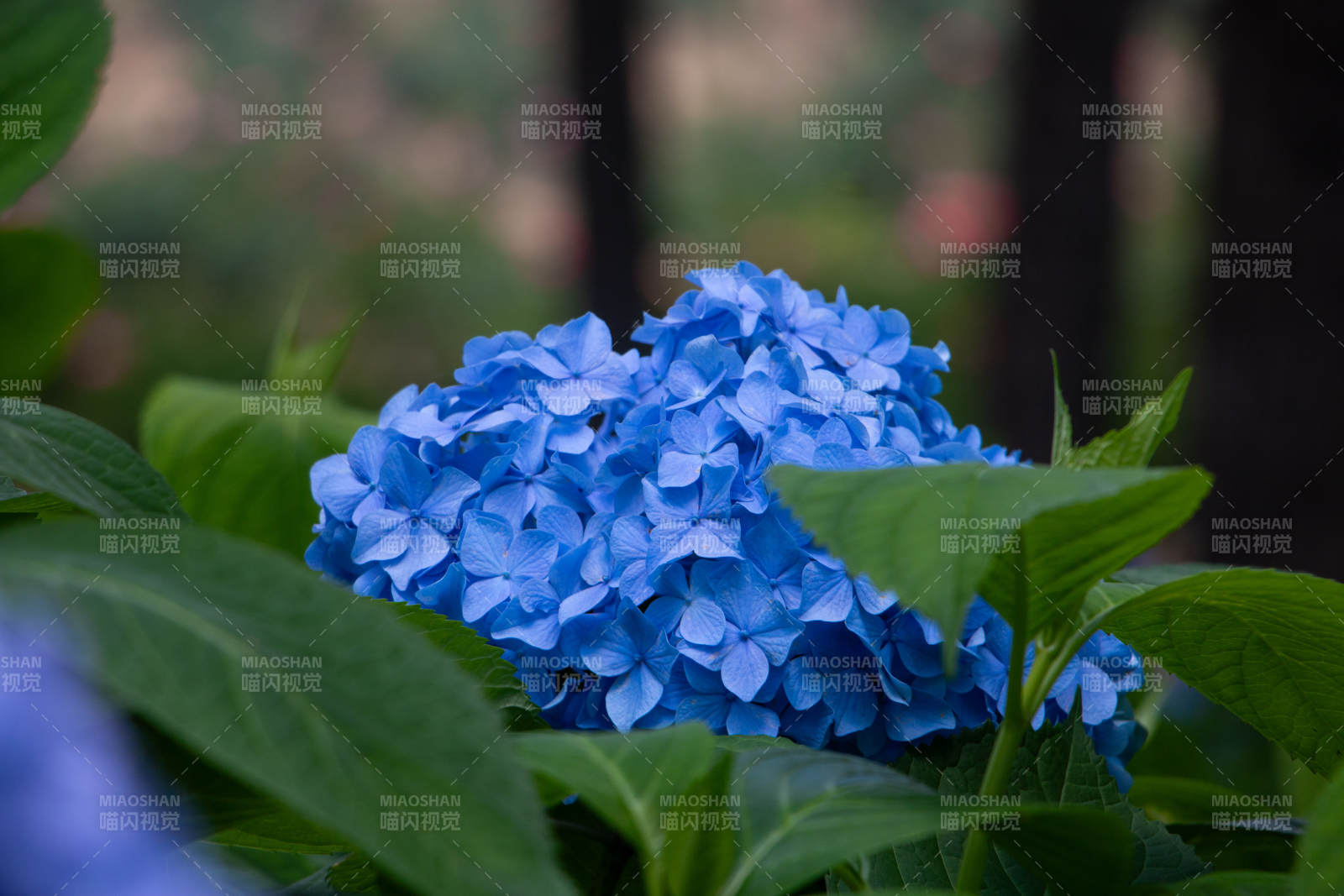 藍(lán)繡球花在綠葉中綻放