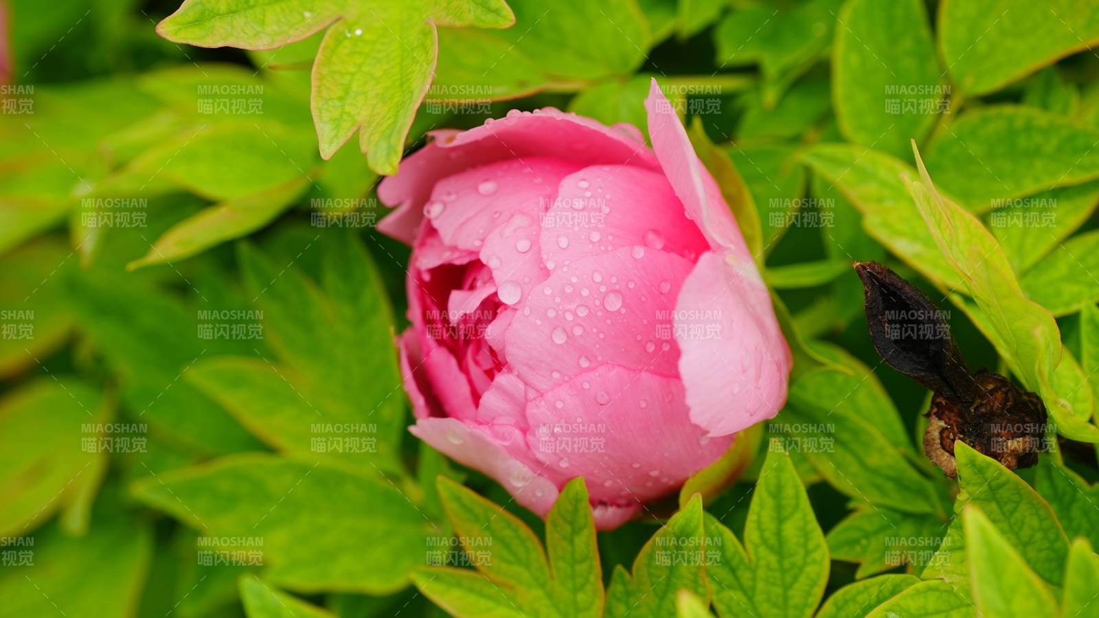雨后粉紅牡丹花蕾
