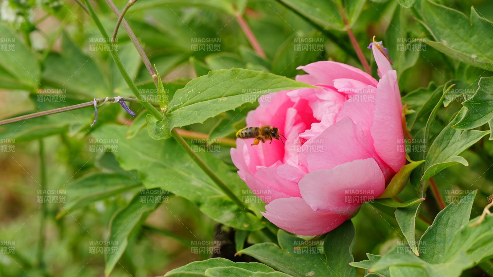 蜜蜂在牡丹花采蜜