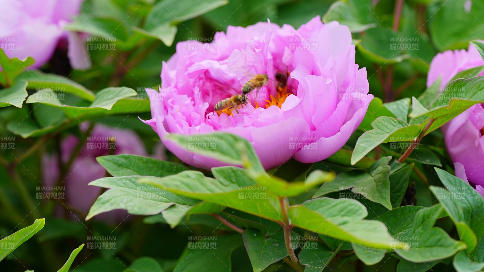 蜜蜂采蜜紫牡丹花叢中