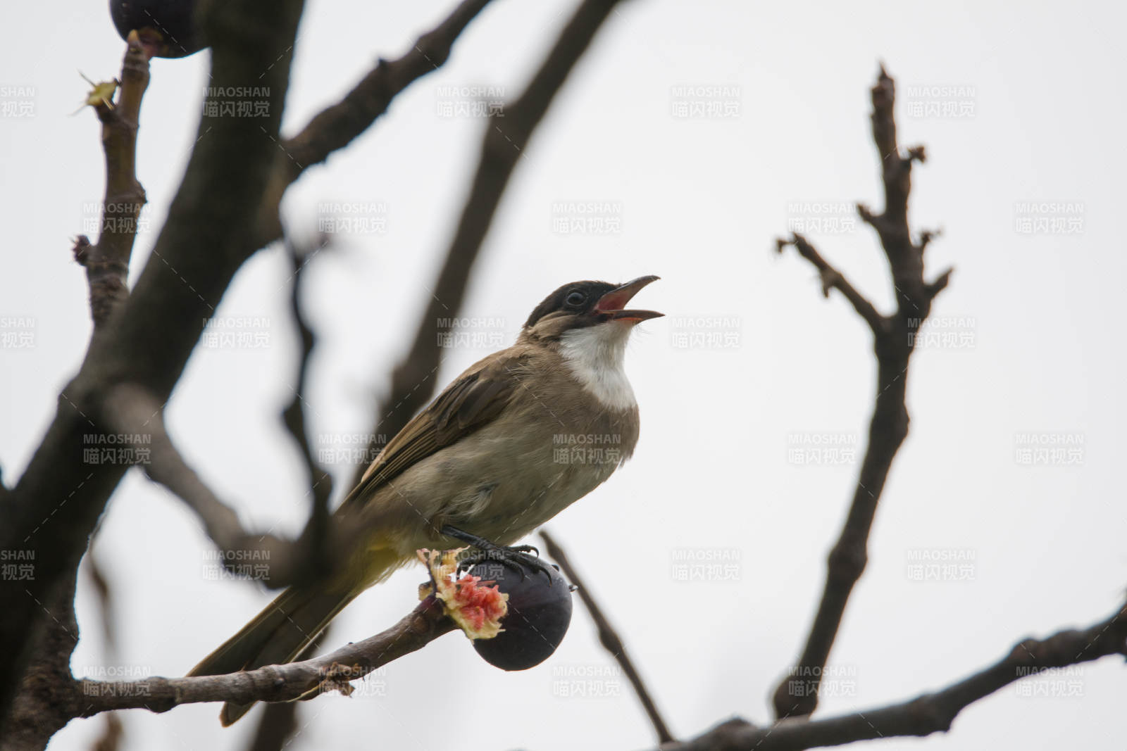 黃臀鵯棲枝鳴唱圖