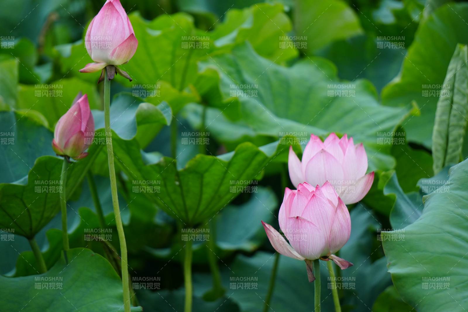 蓮花盛開 綠葉相伴
