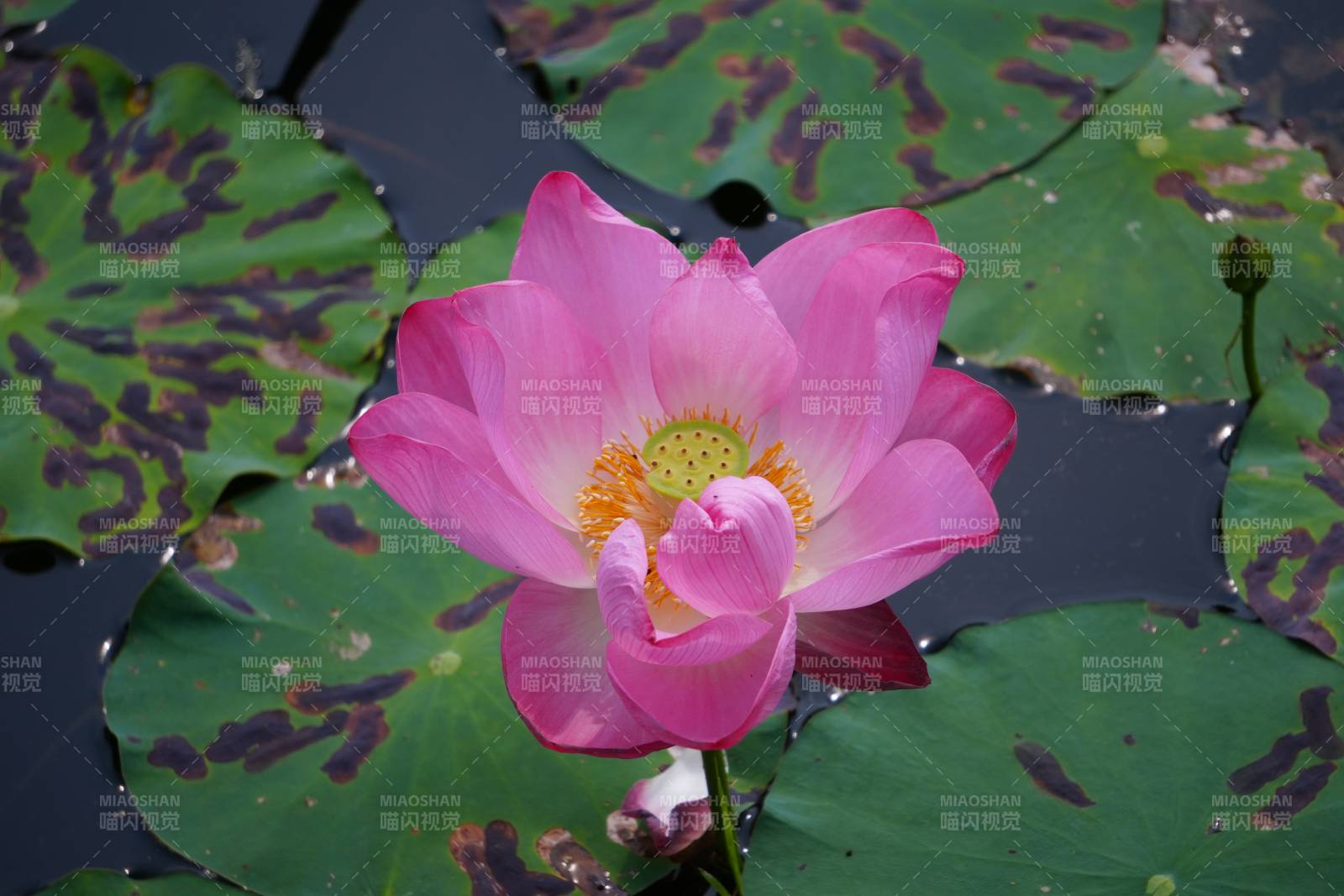 池塘中的粉色蓮花