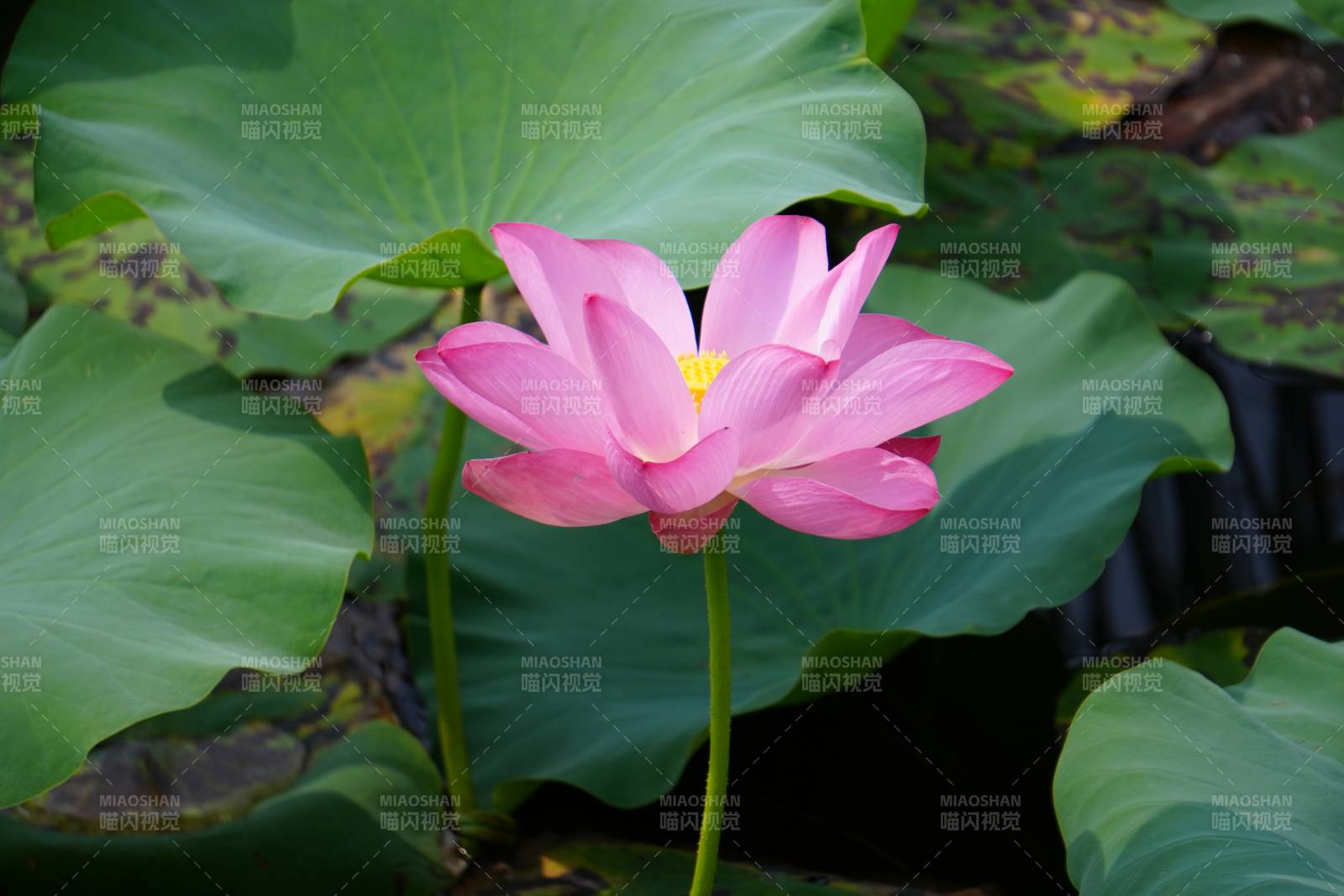 粉色蓮花綻放于綠葉間