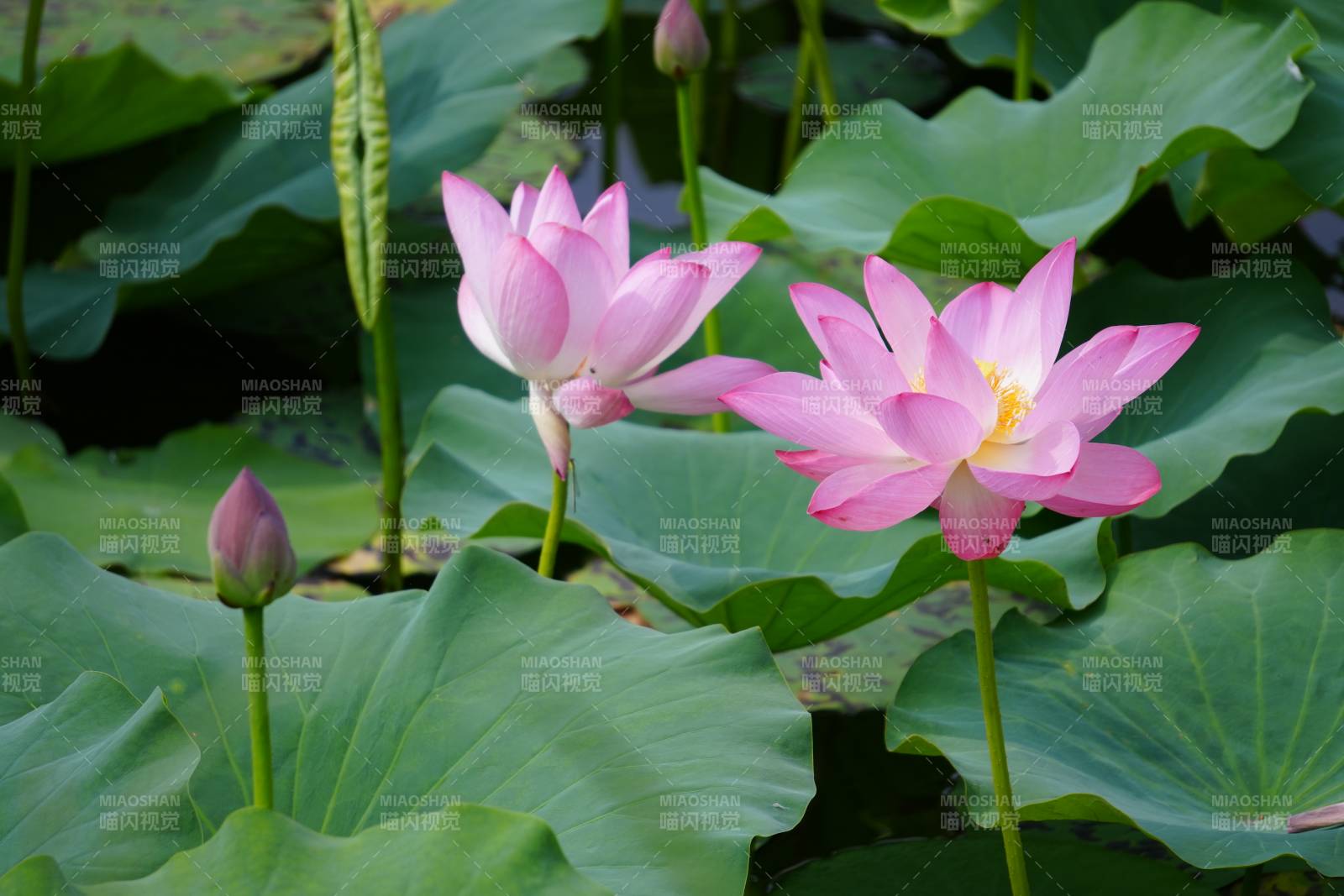 粉色蓮花綻放于綠葉間