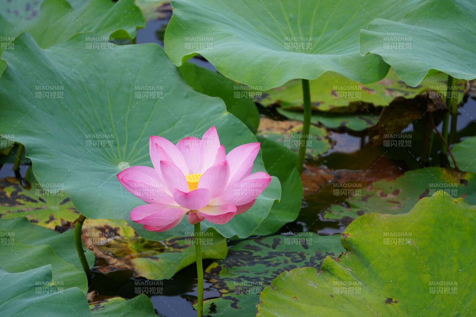 池塘中的粉色蓮花