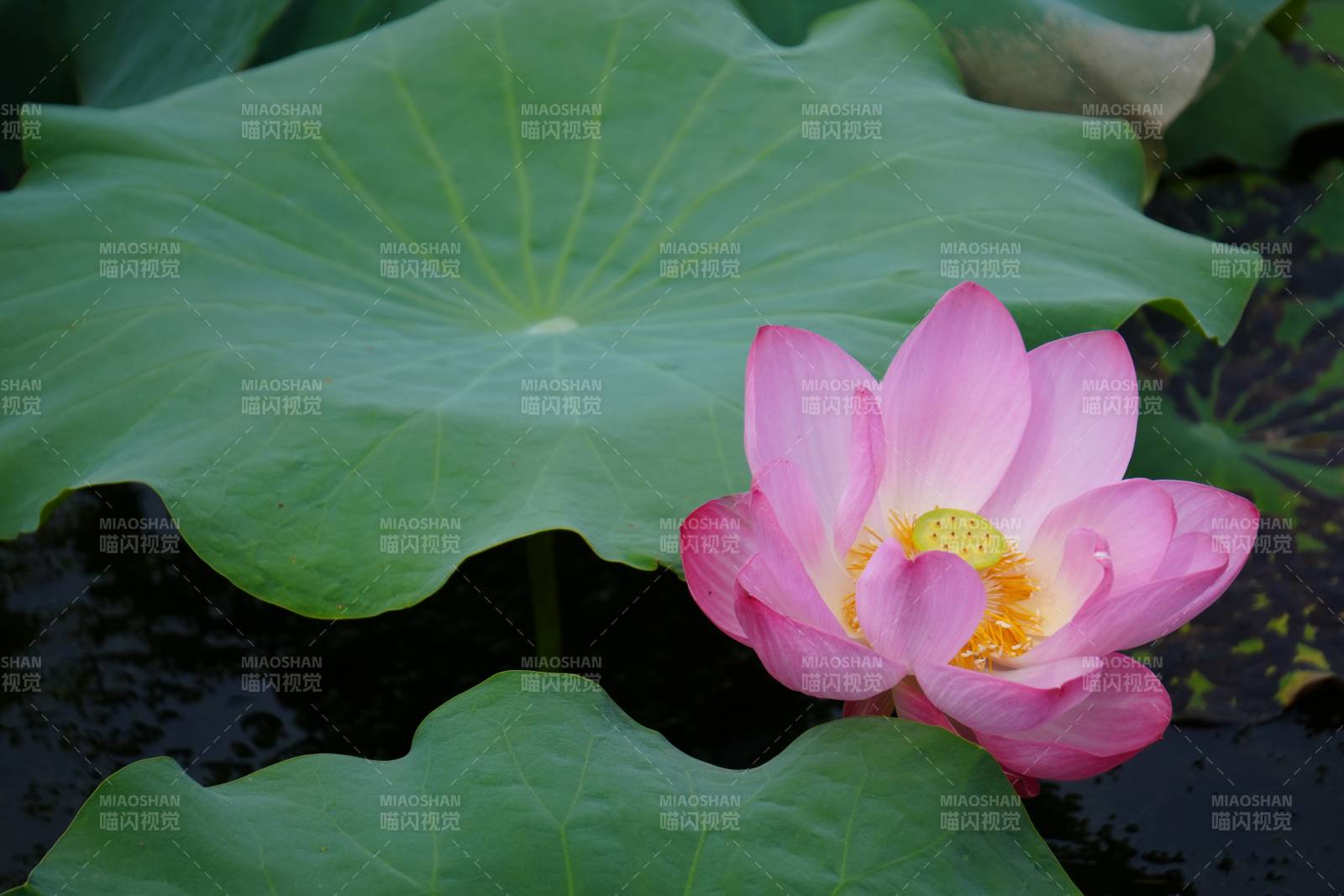 池塘中的蓮花與荷葉