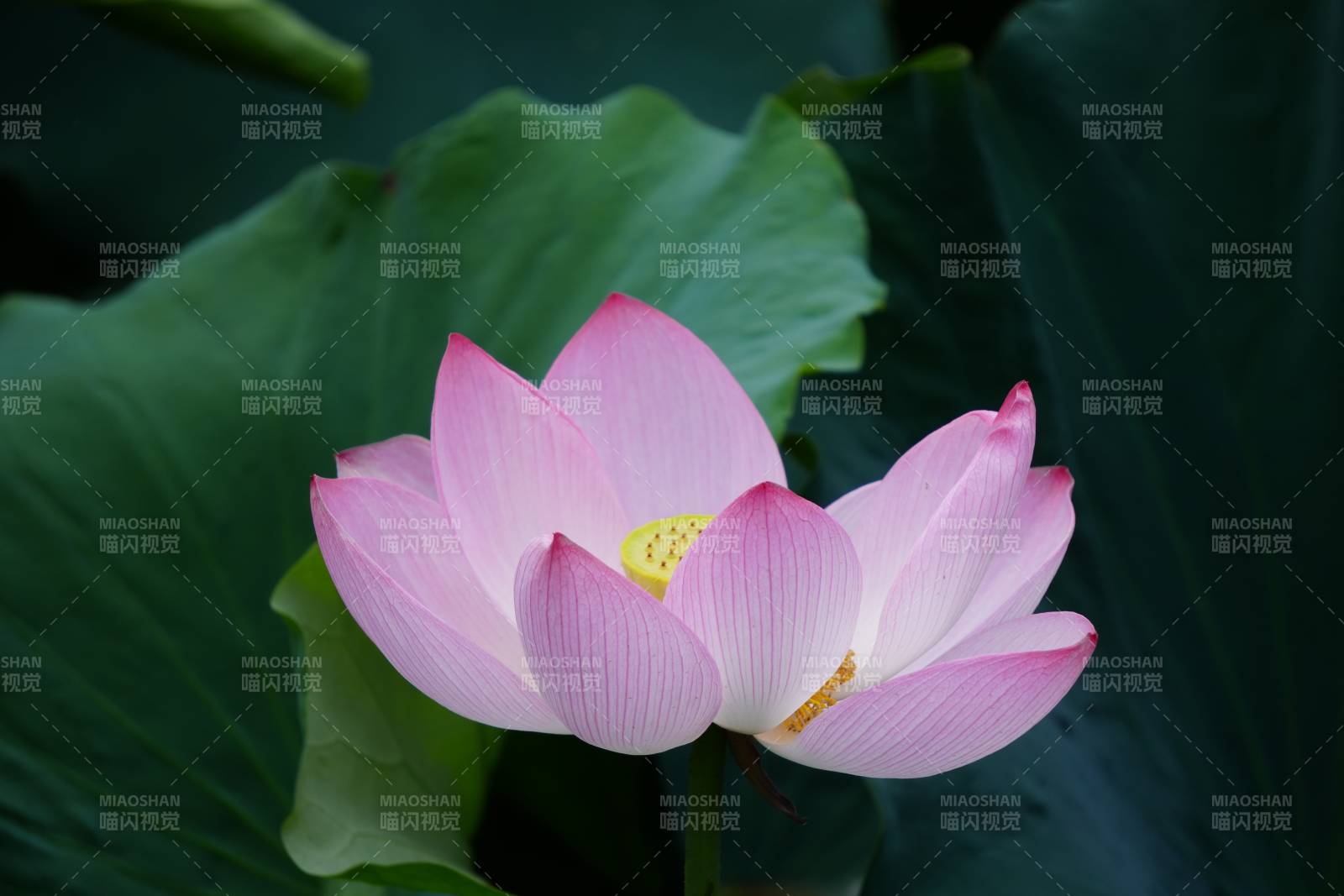 粉色蓮花綻放于綠葉間