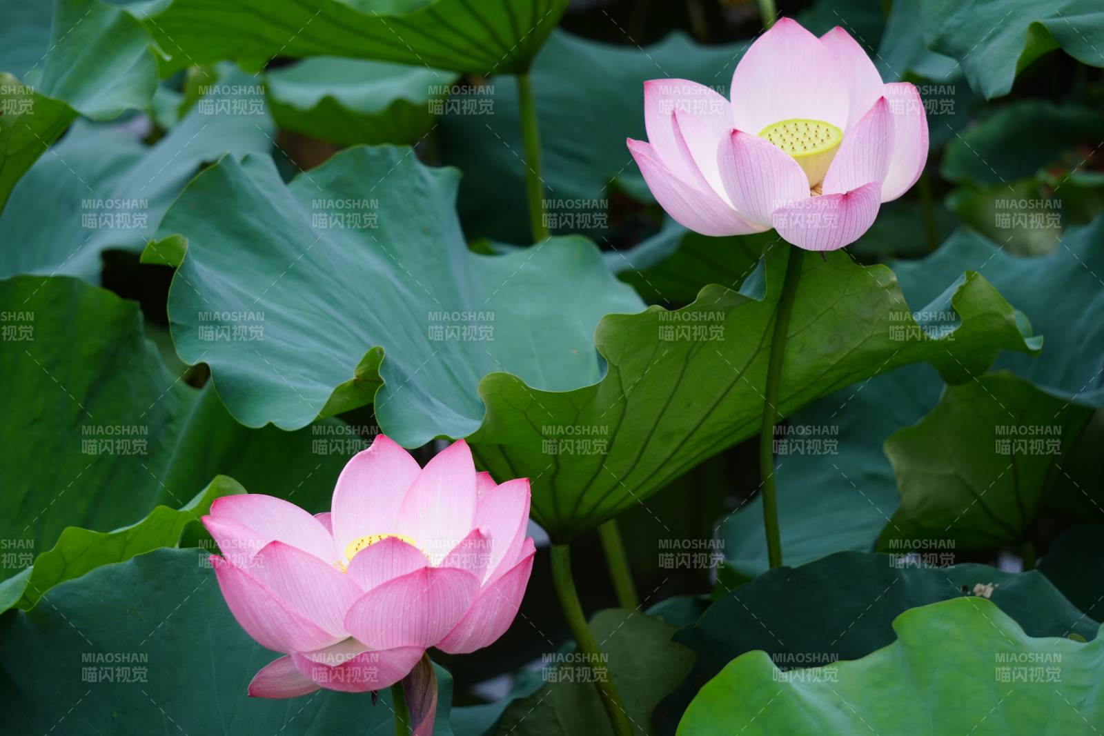 池塘中的粉色蓮花盛開