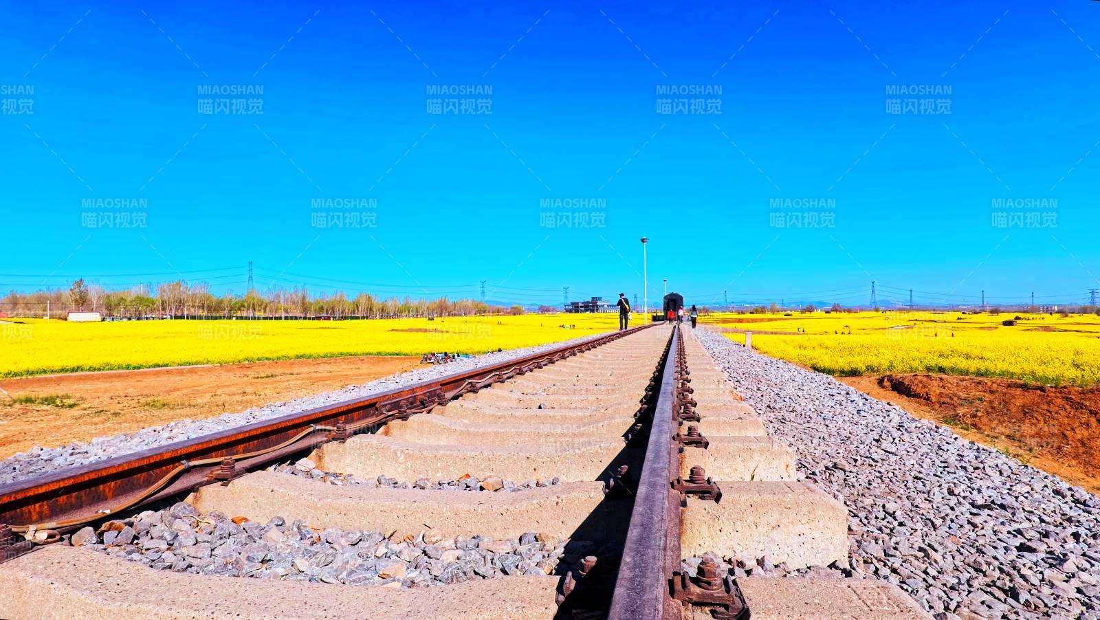 油菜花田里開往春天的列車
