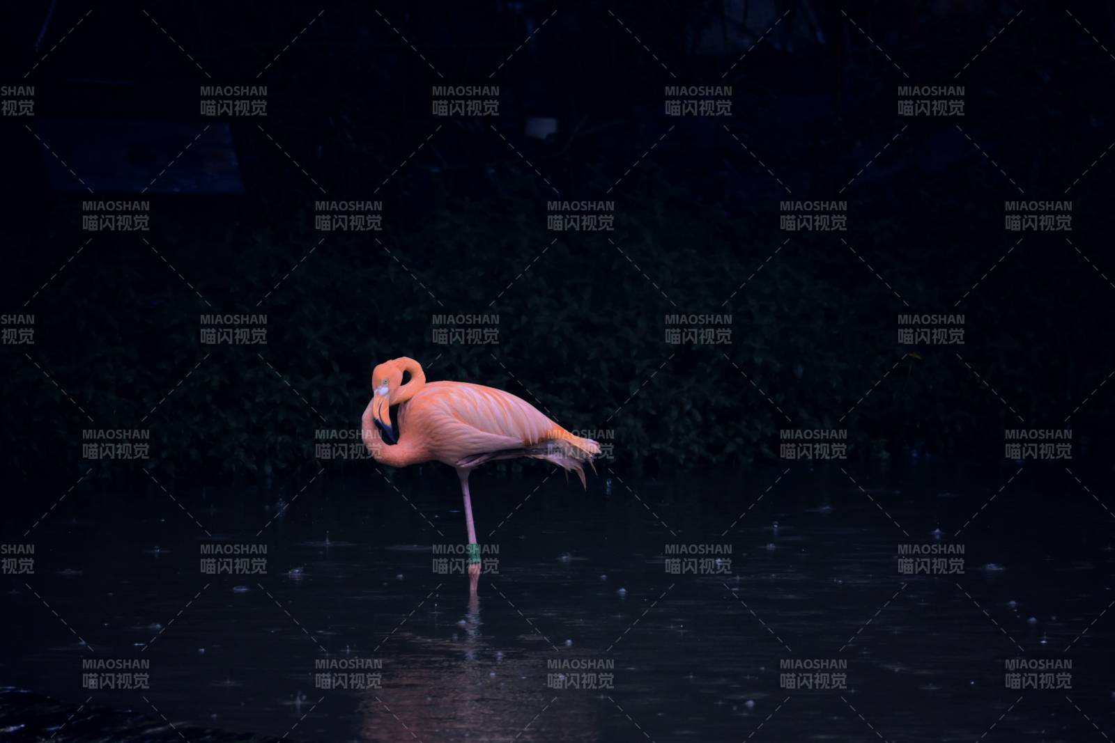 雨中粉紅火烈鳥