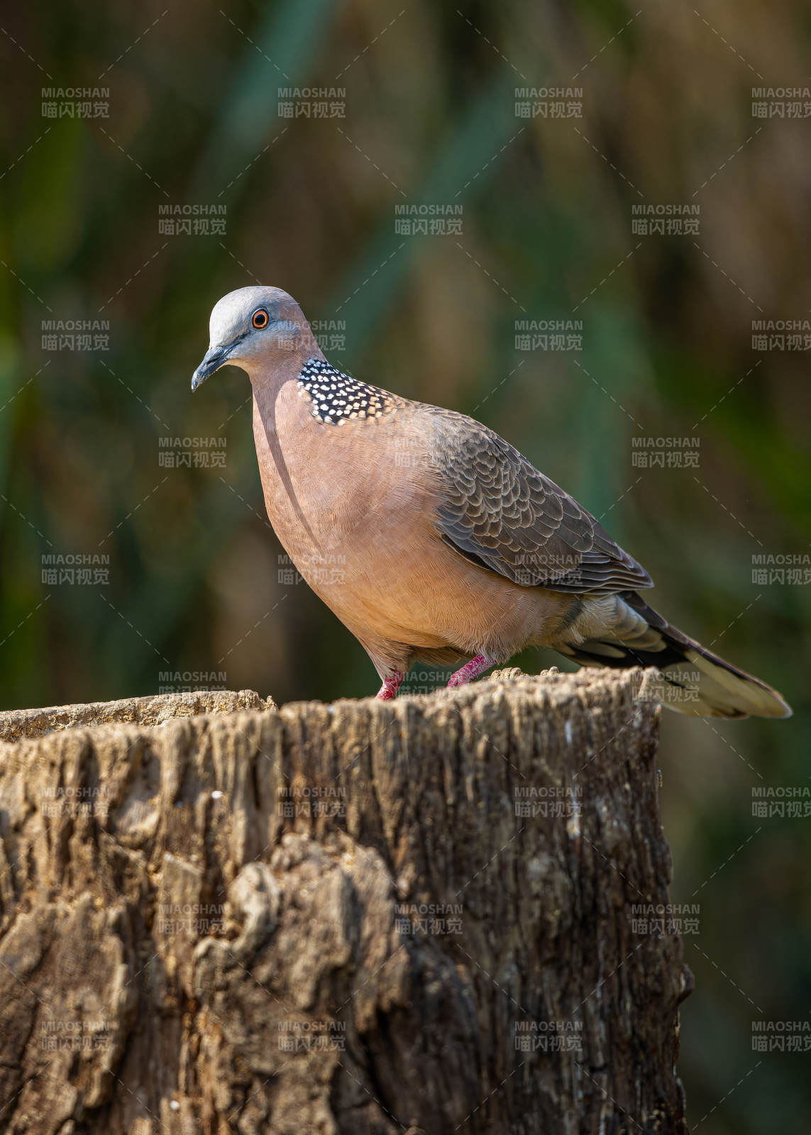 斑鳩棲息樹樁上