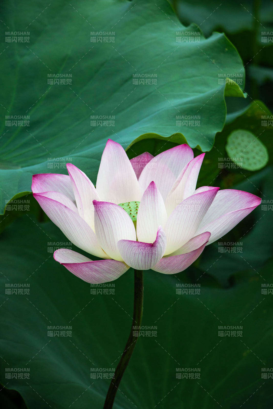 蓮花綻放 清新雅致
