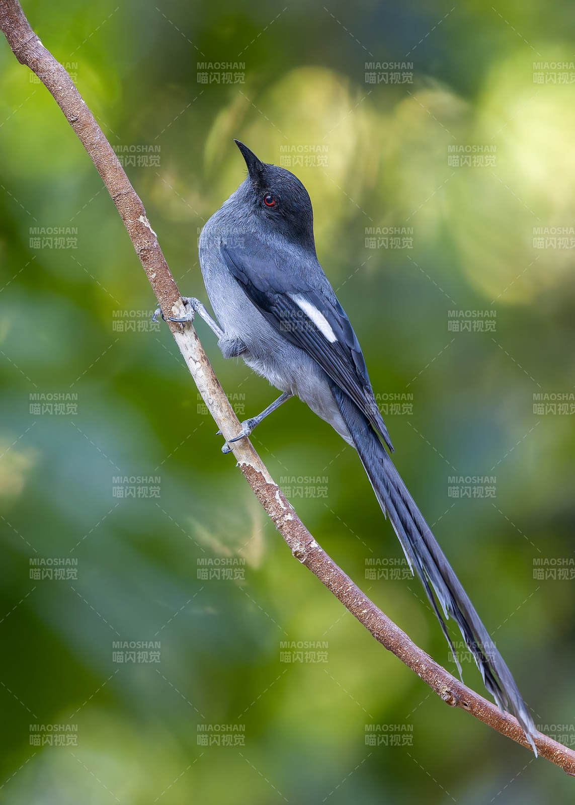 灰鳥棲枝綠意濃 長尾奇鹛，犀鳥谷
