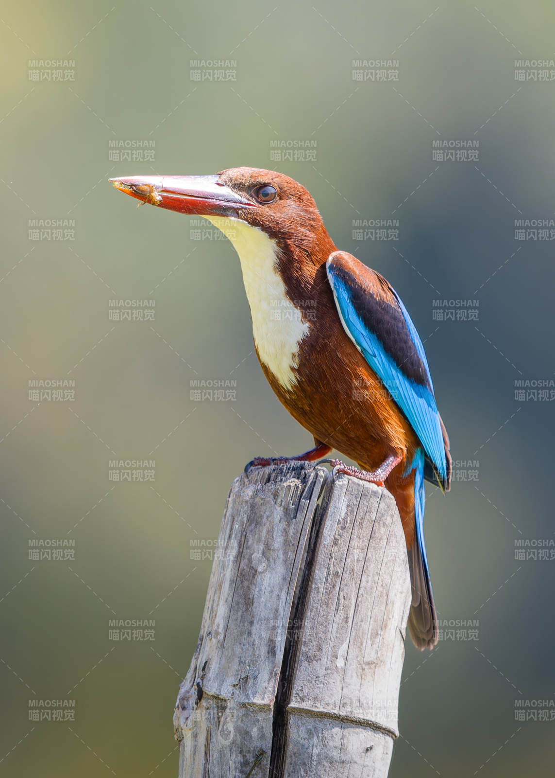 翠鳥捕食瞬間