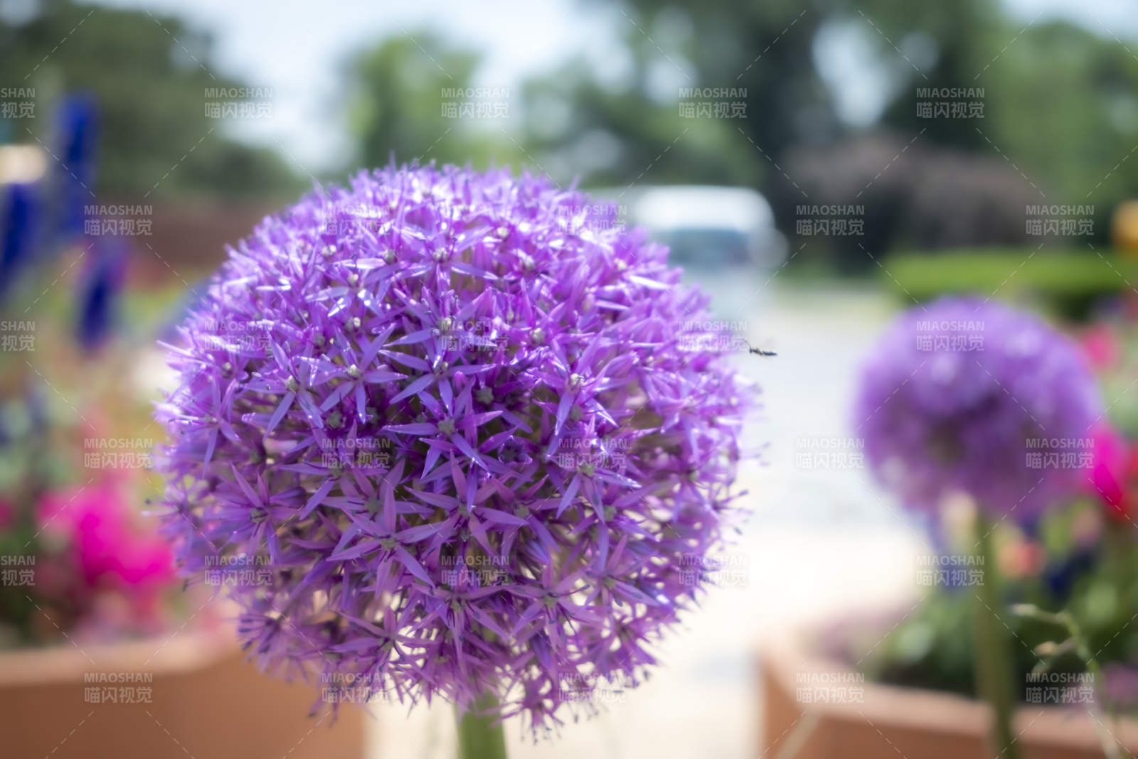 洋蔥花大蔥花