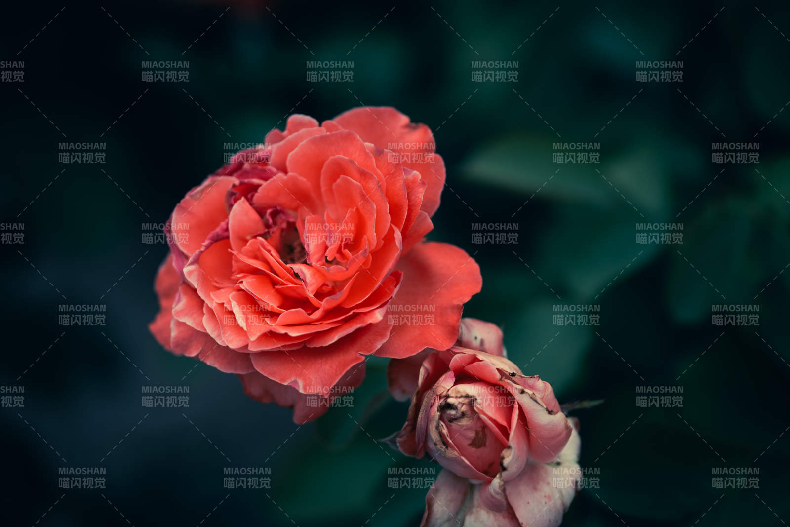 凋零的月季花