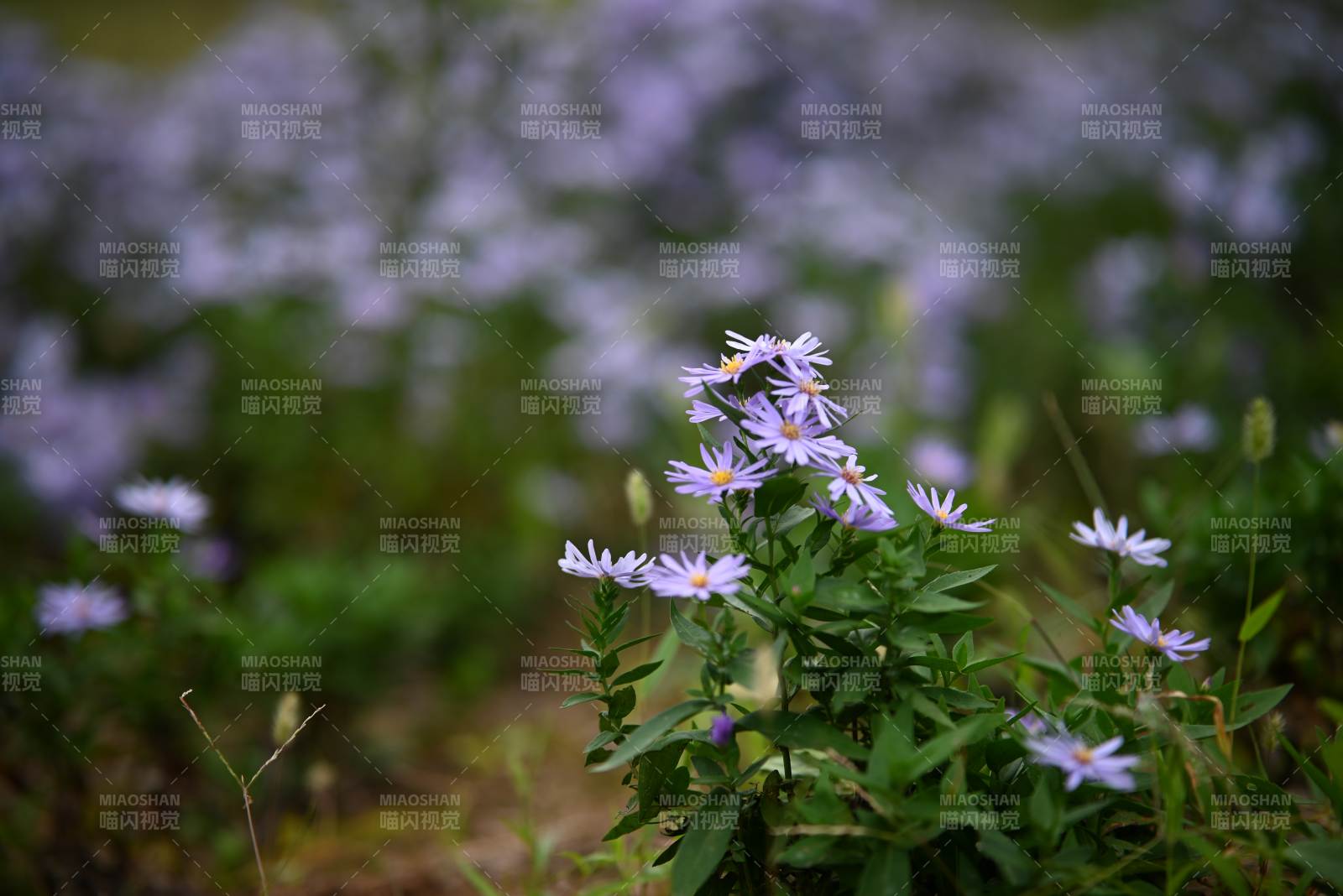 紫色野花叢中的寧?kù)o美景