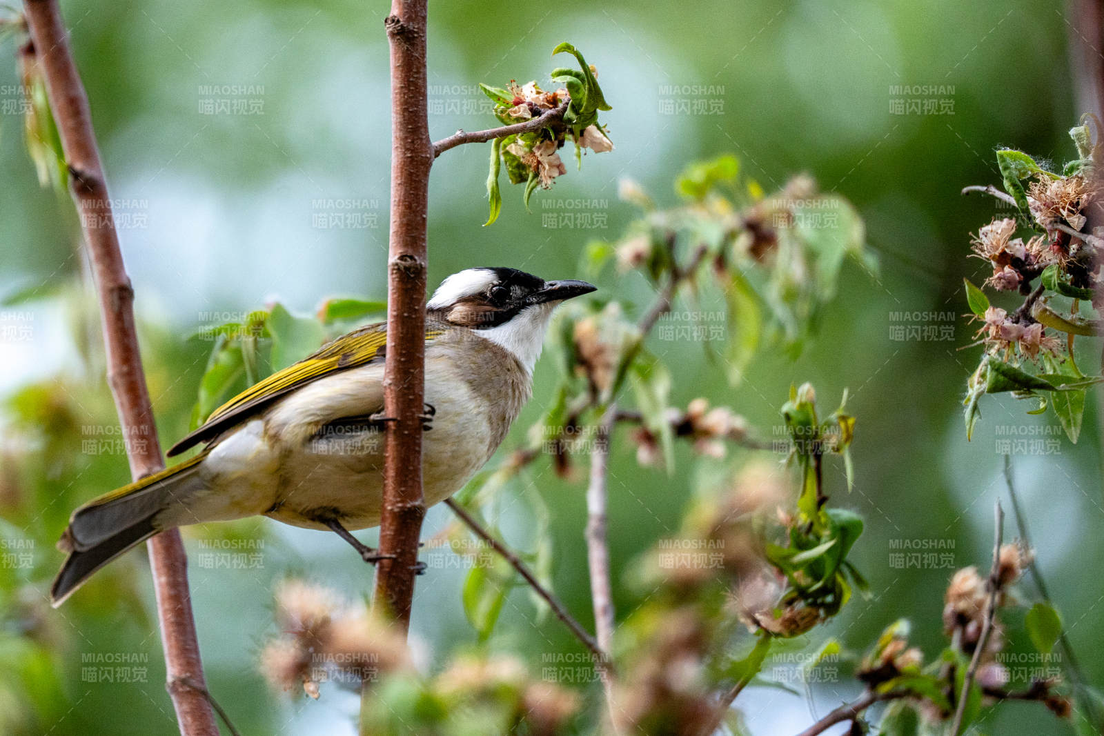 枝頭小鳥靜棲息