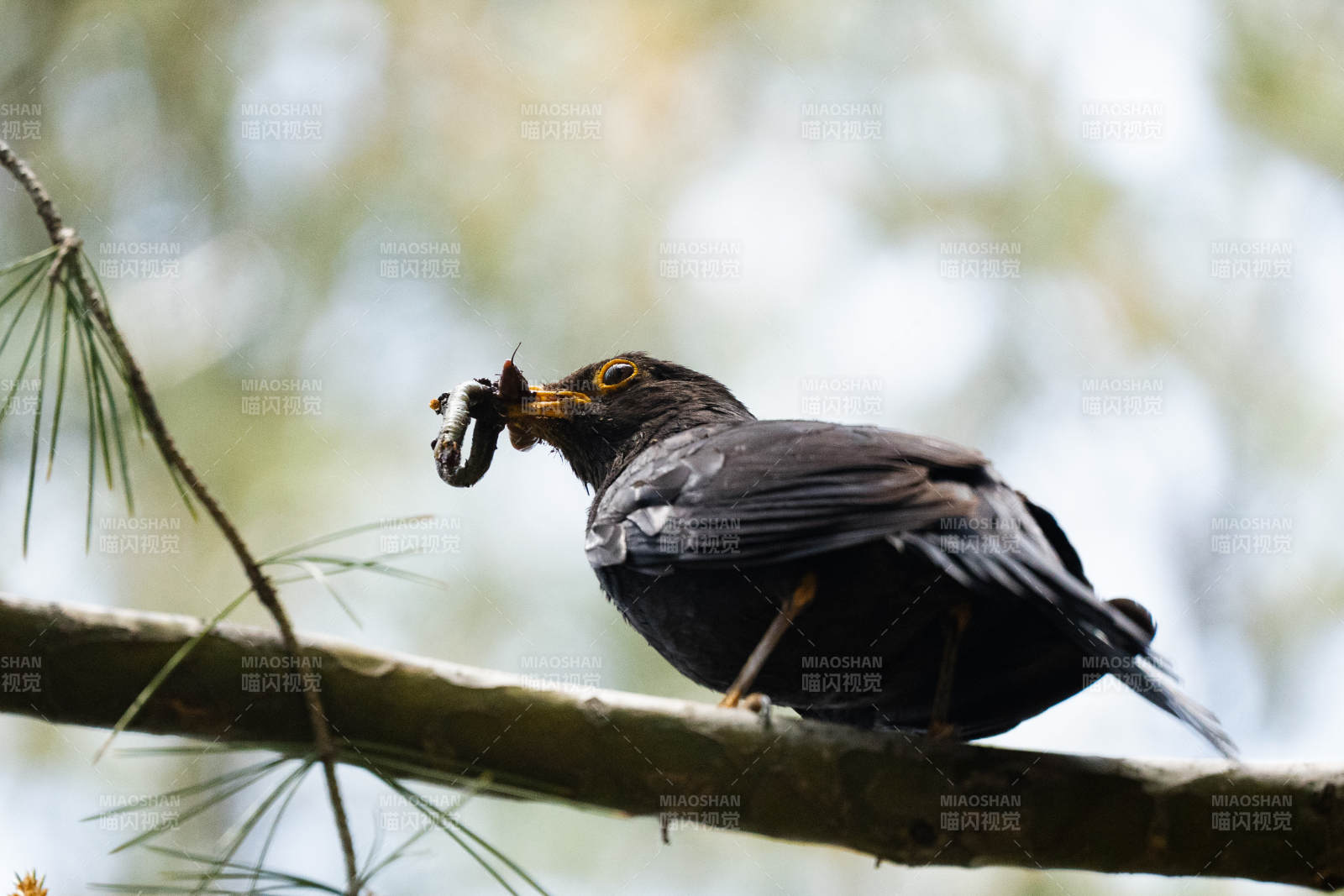 烏鶇枝頭捕蟲瞬間