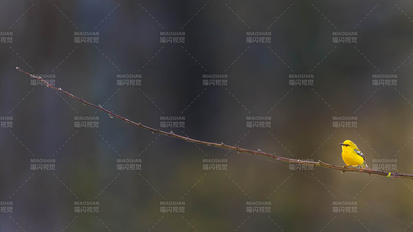 枝頭上的黃色小鳥